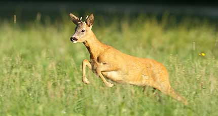 Rehwild