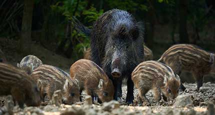 Wildschwein