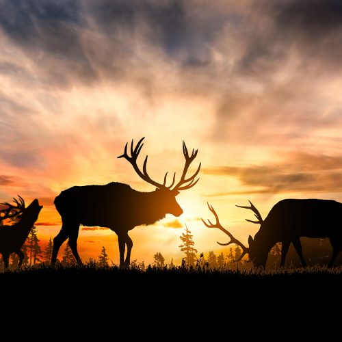 Wir sind Wildkammergut