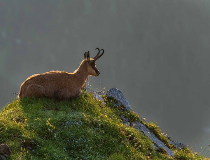 gams-in-den-tiroler-alpen