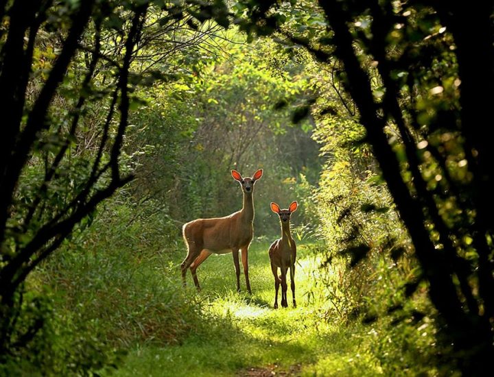 rehe-im-wald-1