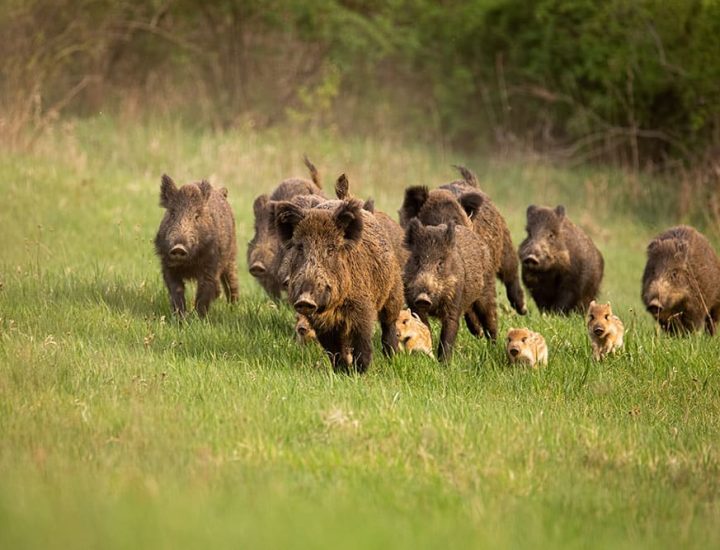 wildschweinrotte