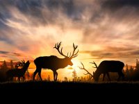 Wir sind Wildkammergut